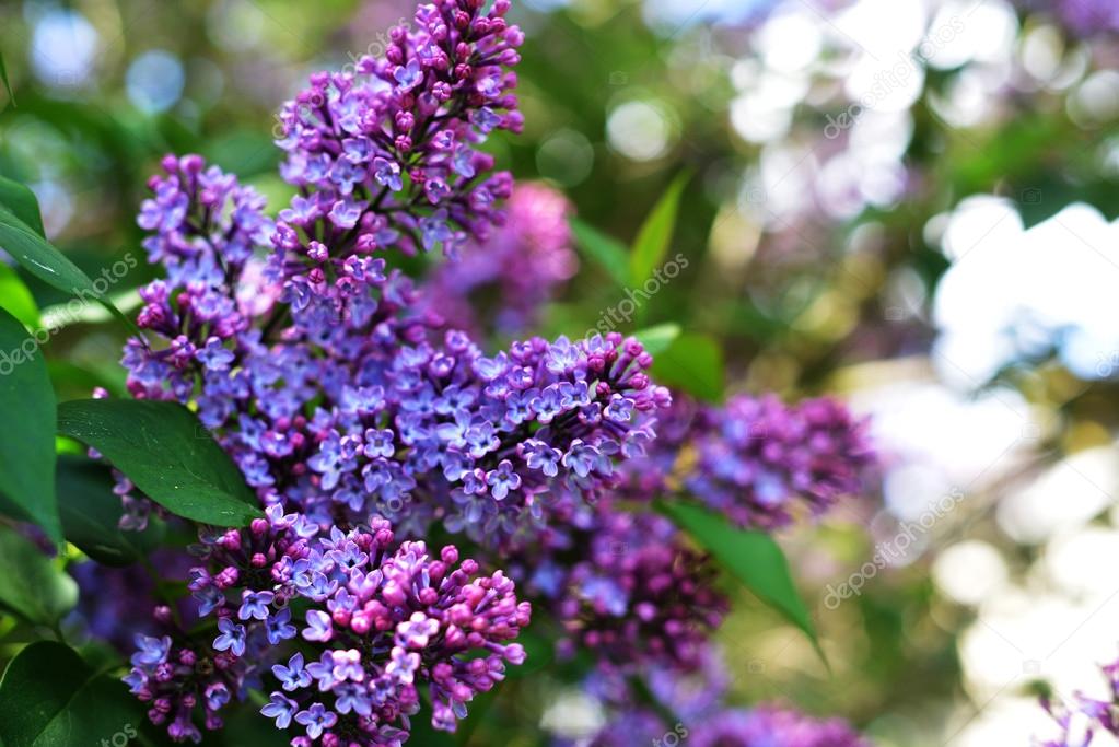 purple lilac close up