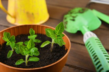 Bahçe aletleri ve bitkiler