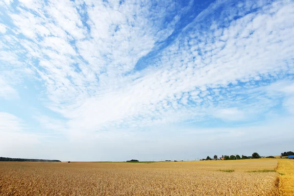 Geel veld onder blauwe hemel — Stockfoto