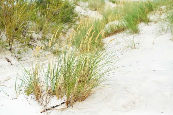 Plaża z wydmami — Zdjęcie stockowe