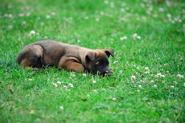 Pequeno cachorrinho bonito — Fotografia de Stock