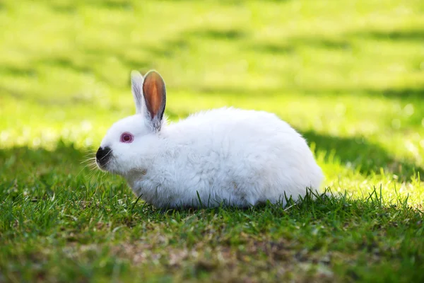 Conejo blanco en la hierba — Foto de Stock