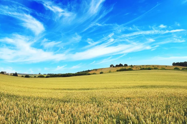 Weizen helles Feld — Stockfoto