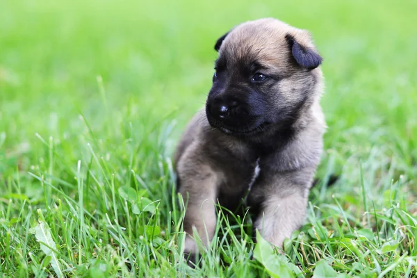 Štěně belgického ovčáka malinois — Stock fotografie