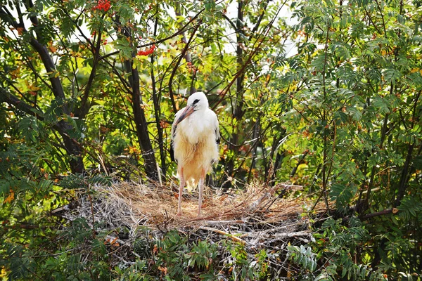 Stork standing in nest — Stock Photo, Image