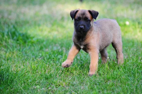 Szczeniak Owczarek belgijski malinois — Zdjęcie stockowe