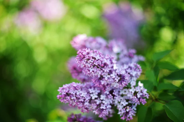 보라색 라일락 꽃 — 스톡 사진