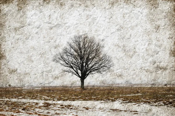 Paesaggio invernale con alberi — Foto Stock