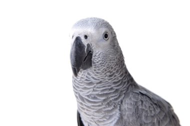 Jaco or african parrot clipart