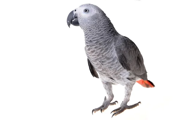 Papagaio jaco ou africano — Fotografia de Stock