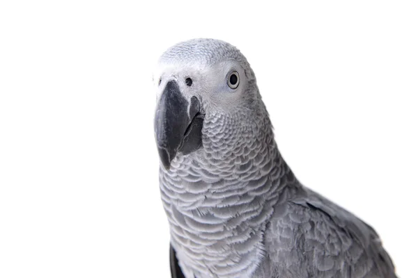 JaCo lub Afrykańska papuga — Zdjęcie stockowe