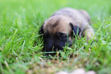 yavru çoban Belçikalı malinois