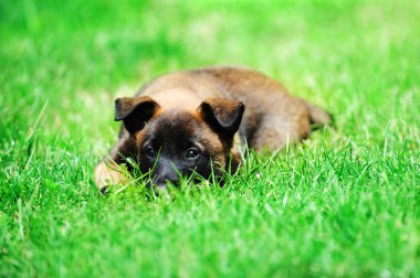 yavru çoban Belçikalı malinois