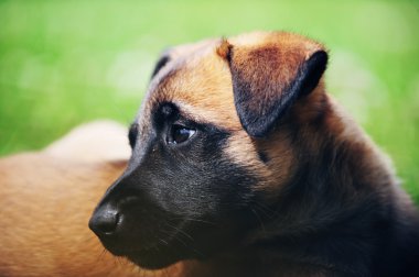 yavru çoban Belçikalı malinois