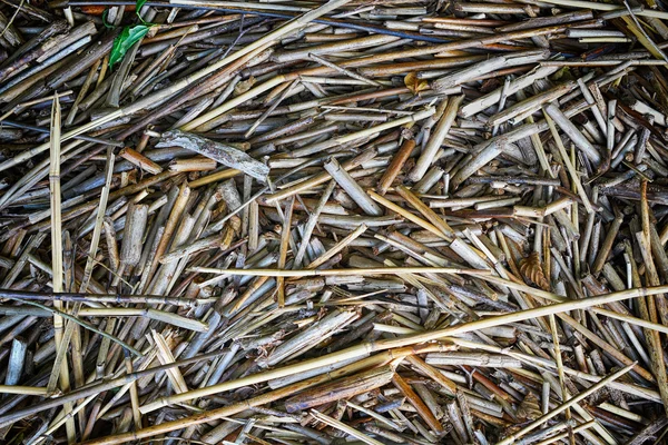 Hintergrund aus trockenem Stroh — Stockfoto