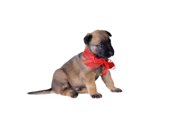 Schattige jonge puppy — Stockfoto