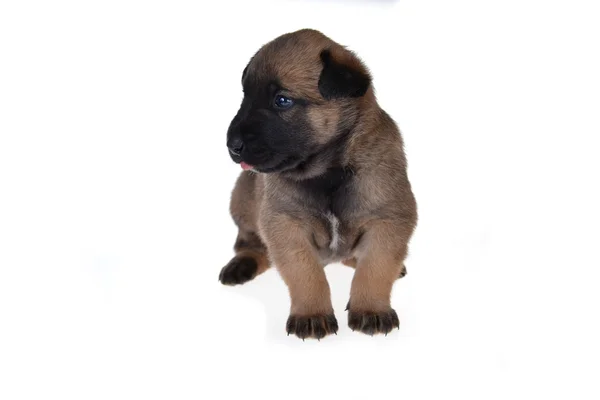 Schattige jonge puppy — Stockfoto