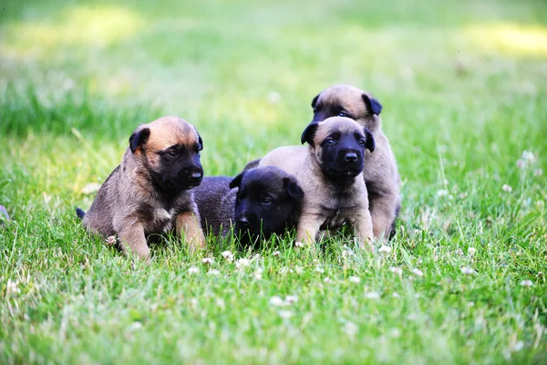 Puppies in green field — Stock Photo, Image