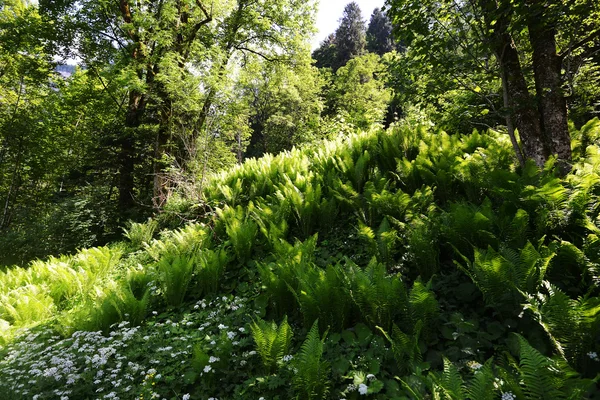 Primavera foresta verde — Foto Stock