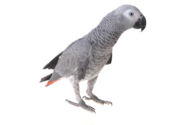 African gray parrot — Stock Photo, Image