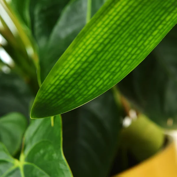 Folhas verdes de plantas de sala — Fotografia de Stock