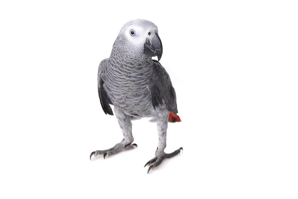 Afrykanin szary papuga — Zdjęcie stockowe
