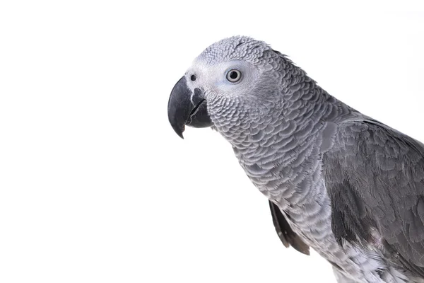 African gray parrot — Stock Photo, Image