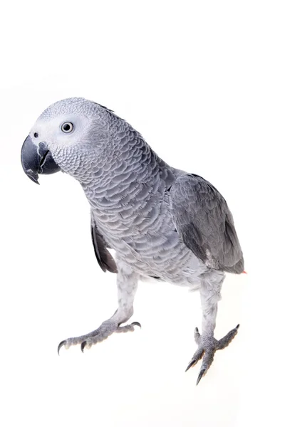 African gray parrot — Stock Photo, Image