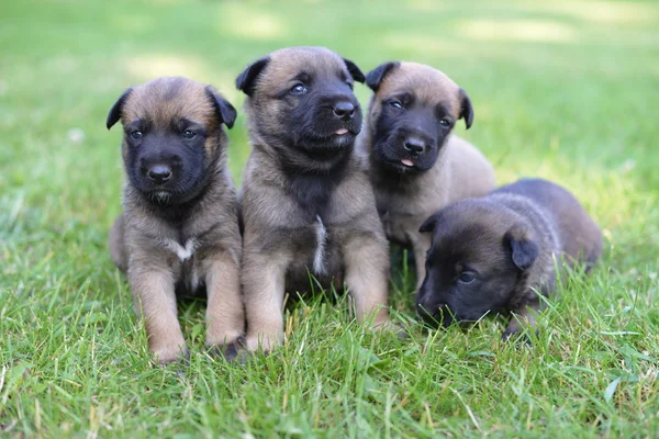 Puppies in green field — Stock Photo, Image