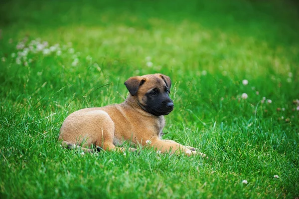 Yavru çoban Belçikalı malinois — Stok fotoğraf