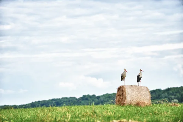 Deux cigognes assises sur une balle de foin — Photo