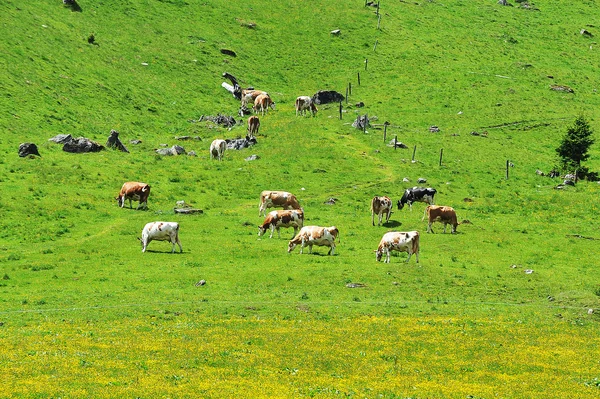 Rebaño de vacas pastando —  Fotos de Stock