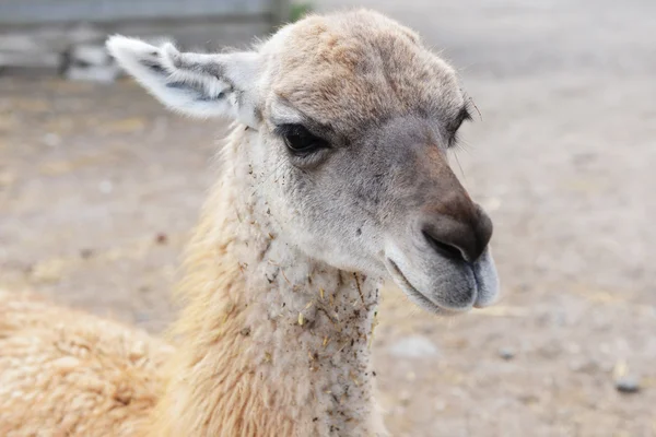 One fluffy alpaca — Stock Photo, Image