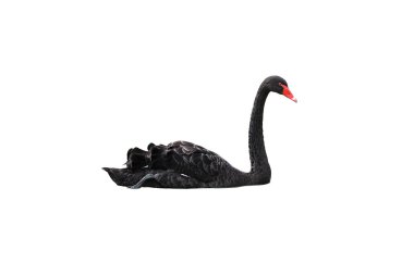 Siyah Kuğu beyaz izole