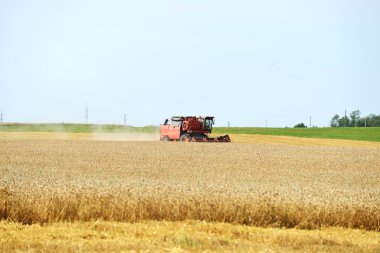 Biçerdöver buğday alanında