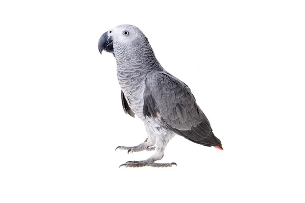 Afrykanin szary papuga — Zdjęcie stockowe