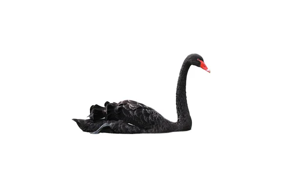 Cisne preto isolado em branco — Fotografia de Stock