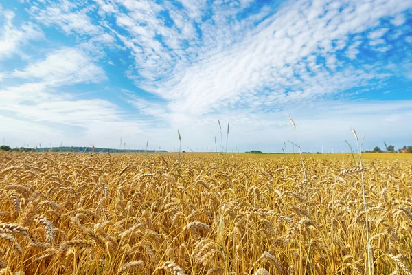 Feld im Sommertag — Stockfoto