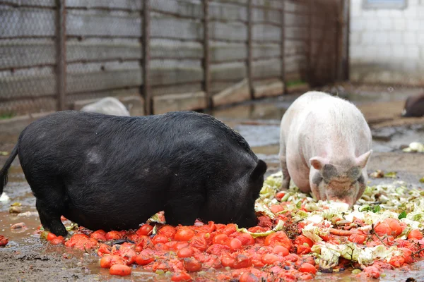 Cerdos que comen del comedero — Foto de Stock