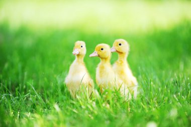 Üç kabarık ördek yavrusu