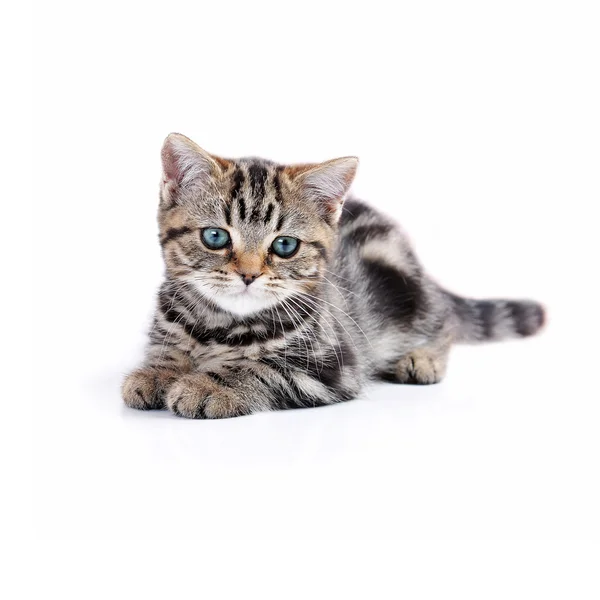 Little cute cat — Stock Photo, Image