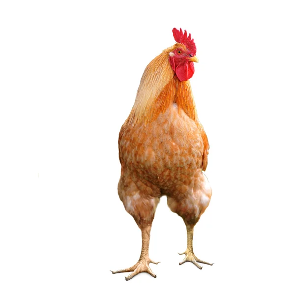 Domestic bright cock — Stock Photo, Image