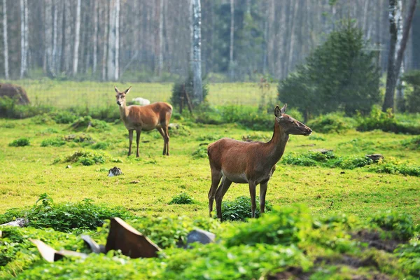 Roe-herten op veld in de buurt van bos — Stockfoto