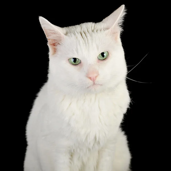 Chat domestique blanc — Photo
