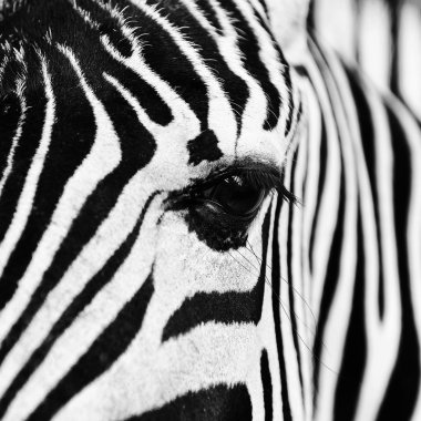 Güzel zebra yakın çekim