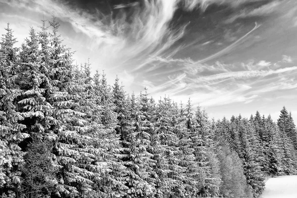 Bomen met sneeuw in de winter — Stockfoto