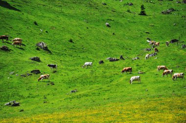 İnek Sürüsü dağ yamaçlarında