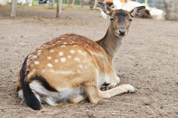 Sika herten in dierentuin — Stockfoto