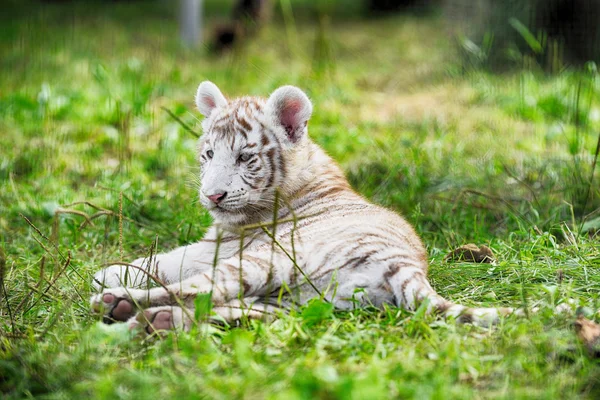 Tygři, na trávě v zoo — Stock fotografie
