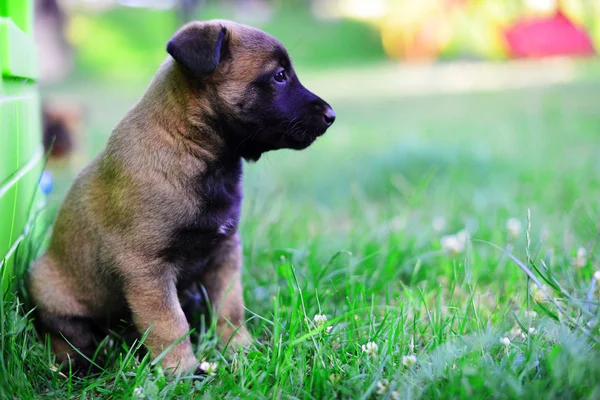 Jeune chiot berger belge — Photo